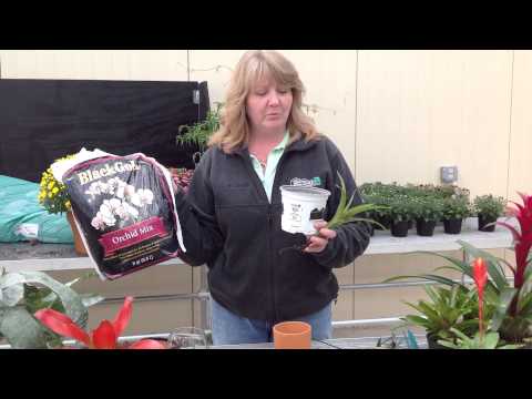 how to transplant guzmania