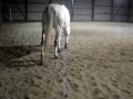 Folly's after ride routine