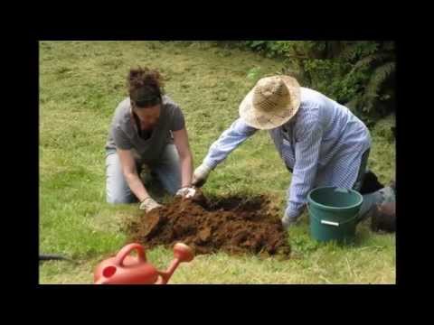 how to replant a monkey puzzle tree