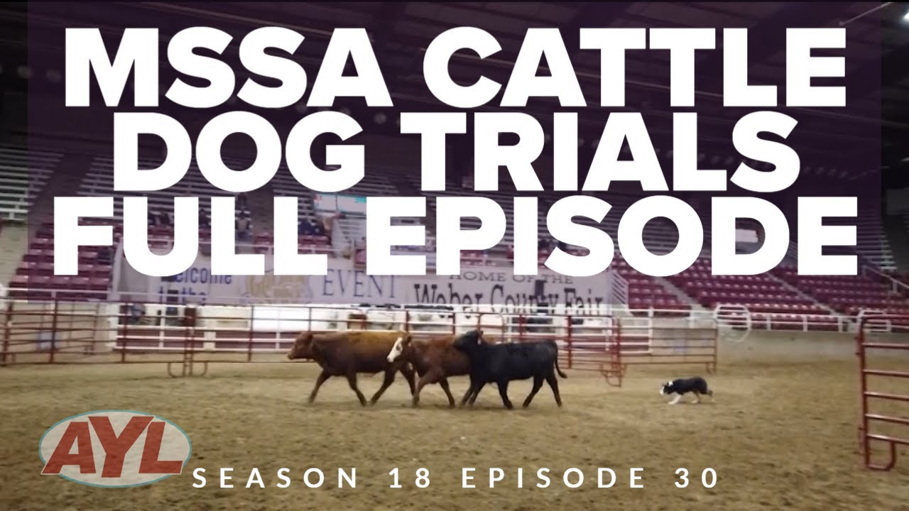 S18 E30: Mountain States Stock-dog Association Cattle Dog Trial