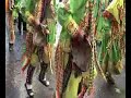 Rosas de Viacha (Tinkus)