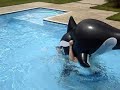 O ataque da orca free willy