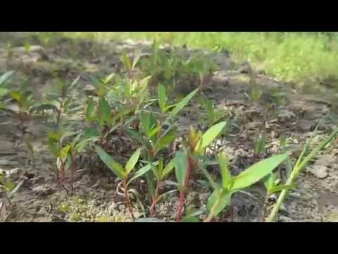 how to harvest eucalyptus leaves