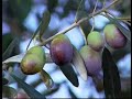fbsa-sant-antoni-de-portmany.html