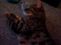 Nikita-and-the-Zoom-Groom