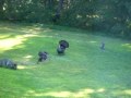 This Gobbler must have lost his calender...