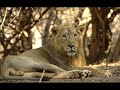 I Will Always Love You, Lions