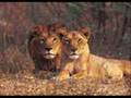 I Will Always Love You, Lions