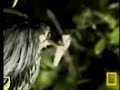 national geographic petes pond green backed heron moth national geographic petes pond green backed heron moth