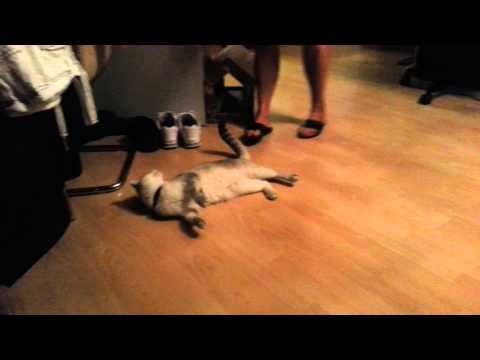 bewegungsunfähig durch Katzengeschirr!! Chico goes down;)