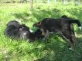Welpen spielen.wmv Welpen spielen.wmv