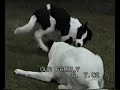Paddy the Border Collie-Obedience star in the making. Paddy the Border Collie-Obedience star in the making.