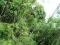 Tiroleza, Mazatlan, Huana Coa Tiroleza, Mazatlan, Huana Coa