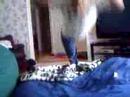 funny fall