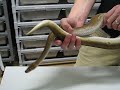 Genetic Stripe Ball Python Genetic Stripe Ball Python