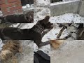 F�ge kutya