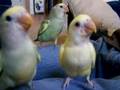 Handfeeding Older Lovebird Babies