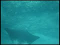 Spearfishing