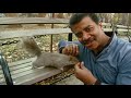 Trailer do programa Quão Inteligentes São os Animais (How Smart Are Animals), WGBH / NOVA Science Now