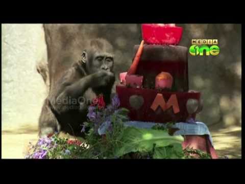 Gorilla at San Diego Zoo Safari Park celebrates 2nd birthday