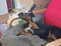 milo the cat errrrrr dog??? milo the cat errrrrr dog???