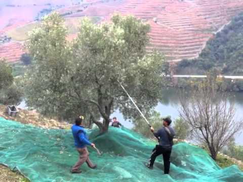 how to harvest olives