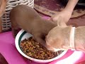 Pure Greed Puppy eating / we get in trouble