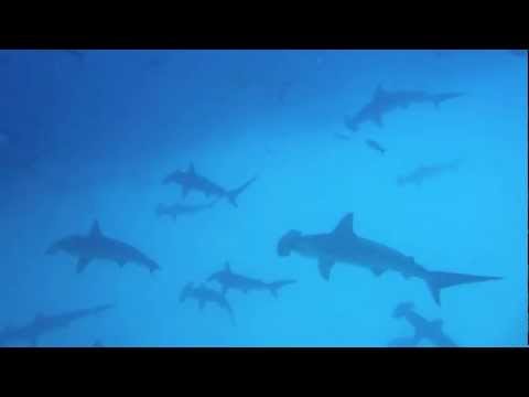 Diving the Galapagos | 2011