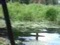 Max IV 6x6 atv swimming in the South Carolina swamp