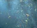 videos de Walkin' on thin ice