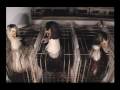 Foie gras de l'horreur 1/2 -The Truth about Foie Gras
