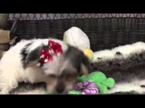 Spunky & Full of Personality! Fluffy Baby Morkie!