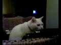 Poes ziet spoken