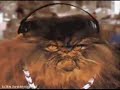 TAMIL REMIX CATs