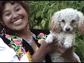 fresia linda corazoncito