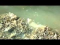 FM CAPITAL SALTA - Planta Depuradora Monoambientes.flv