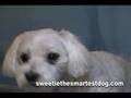 Sweetie-the-Smartest