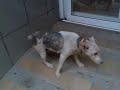 El perro peonza