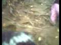 videos de stunt ni catherine sa secret way ng botanical (survivor talaga kami!!!)