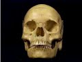 Rotating view human skull