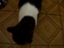 Mimoune � faim !
