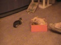 Click here to watch this video Jack in the Box