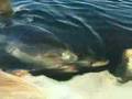 videos de Tiburones Blancos Comiéndose una Ballena Muerta