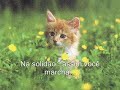 I believe in you gatinhos