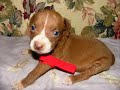 go girl  pitbull ft  young boss and trina