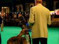 videos de Eurodogshow Kortrijk 2008 - Best in Show - Part 3