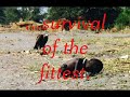 Are you an evolutionist?