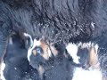 bouvier bernois neige 3.MOV