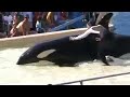 Sea World - Believe Pt.2