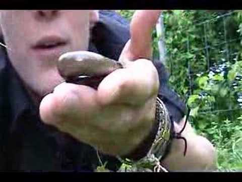 Britain in Cold Blood - Slow Worm take 2